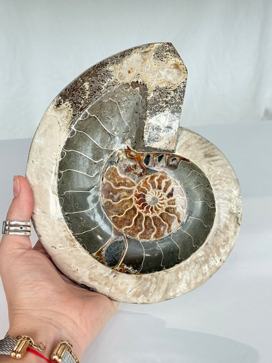 Ammonite