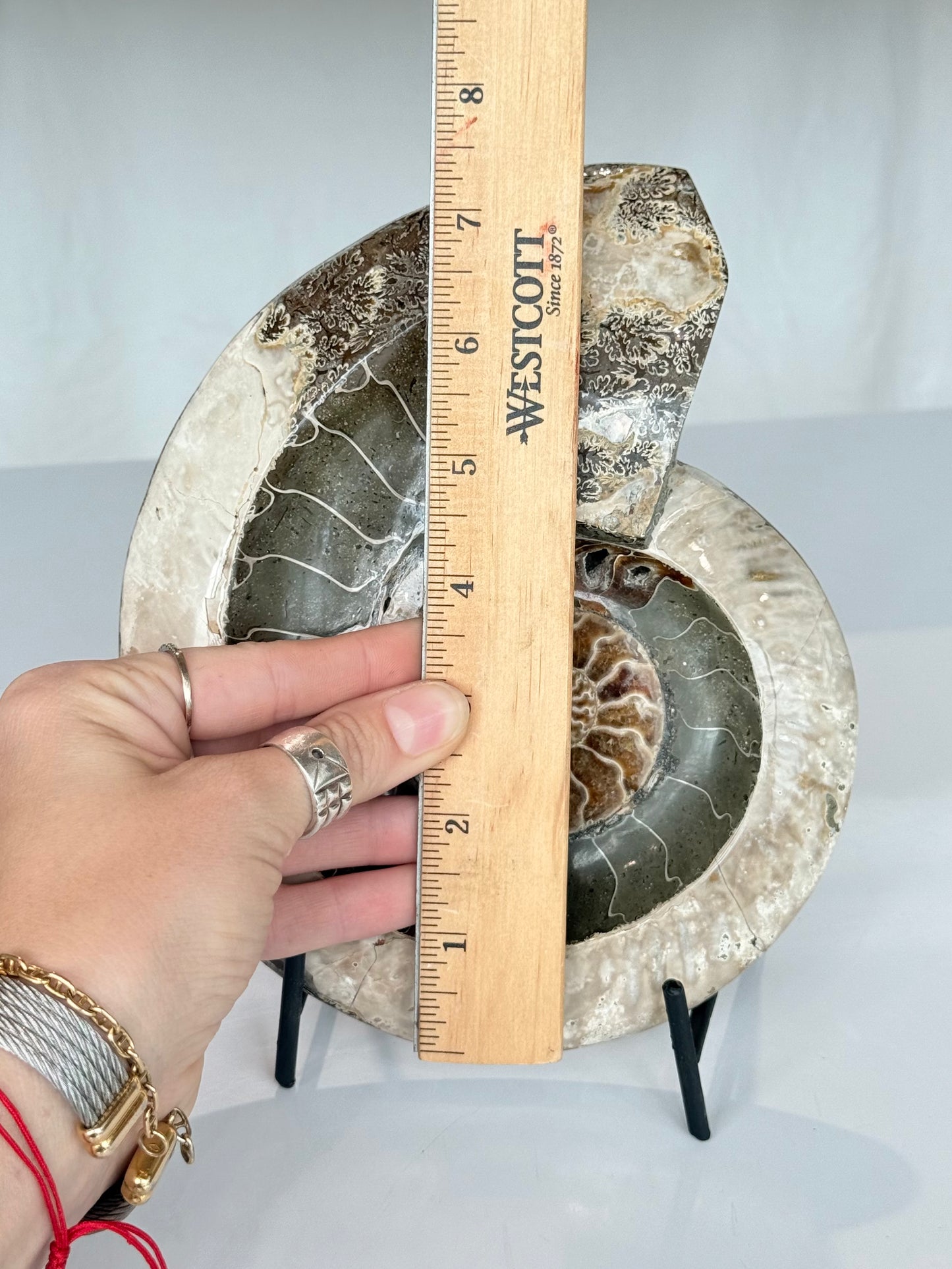 Ammonite