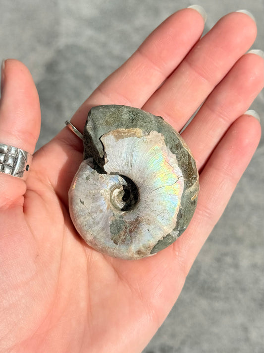 Opalized Ammonite