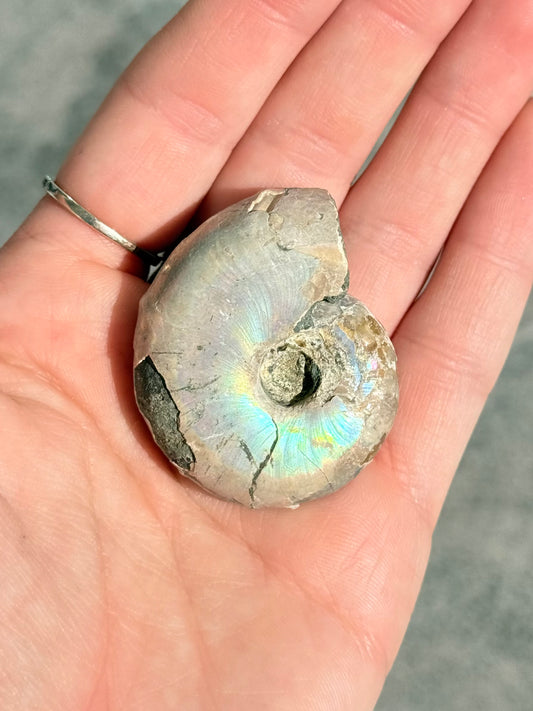 Opalized Ammonite