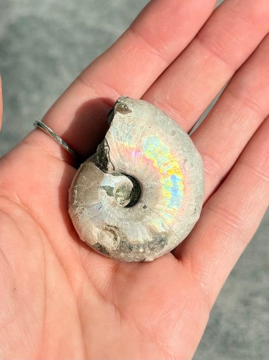 Opalized Ammonite