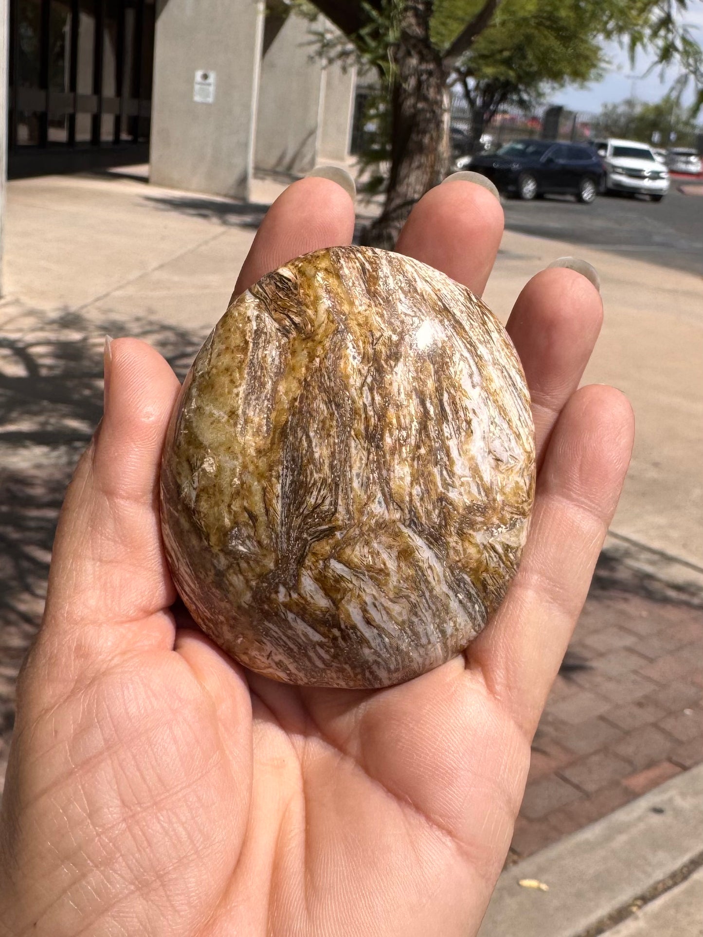 Palm Stone Madera Petrificada
