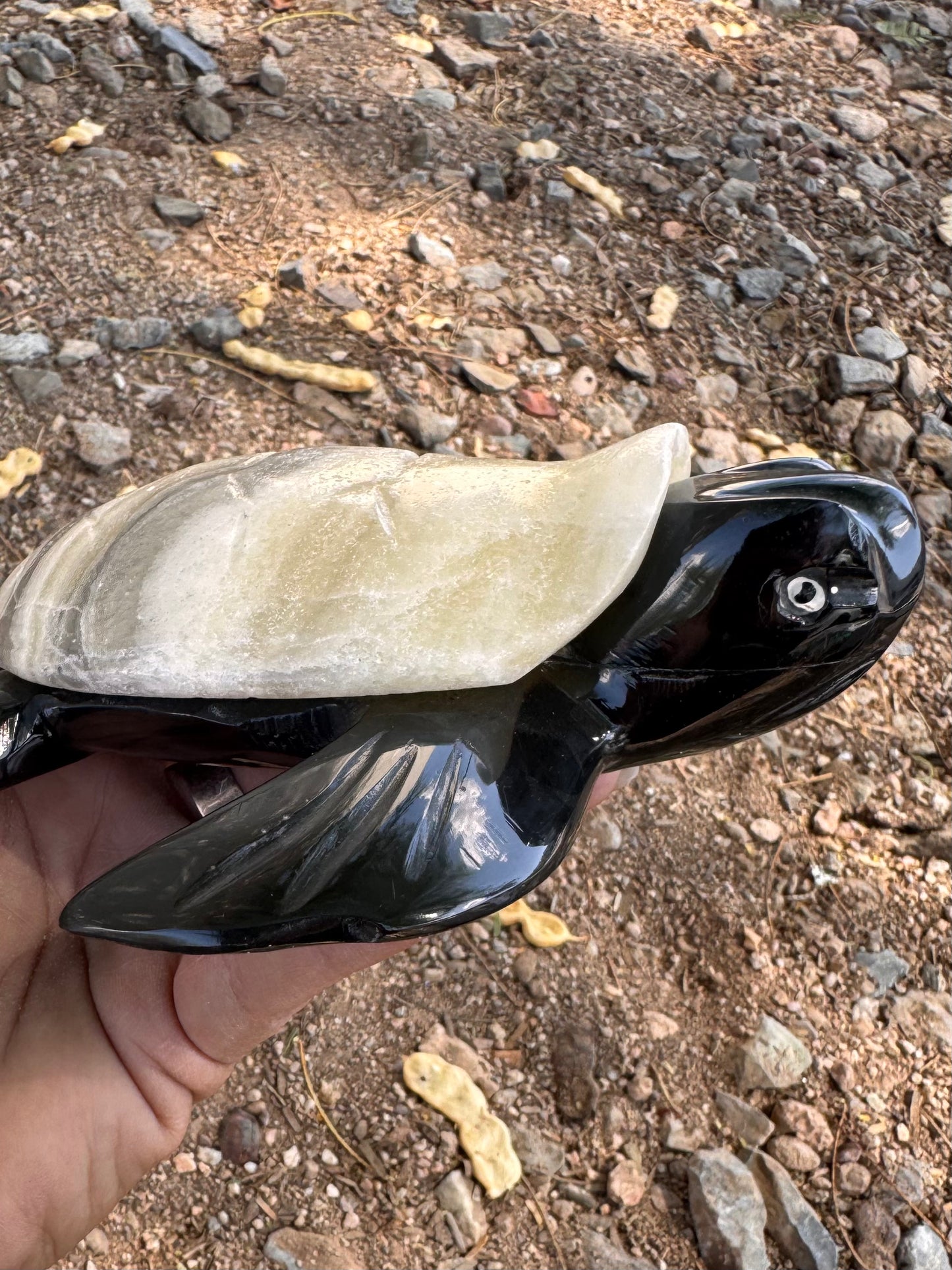 Tortuga Obsidiana y Zebra Aragonita
