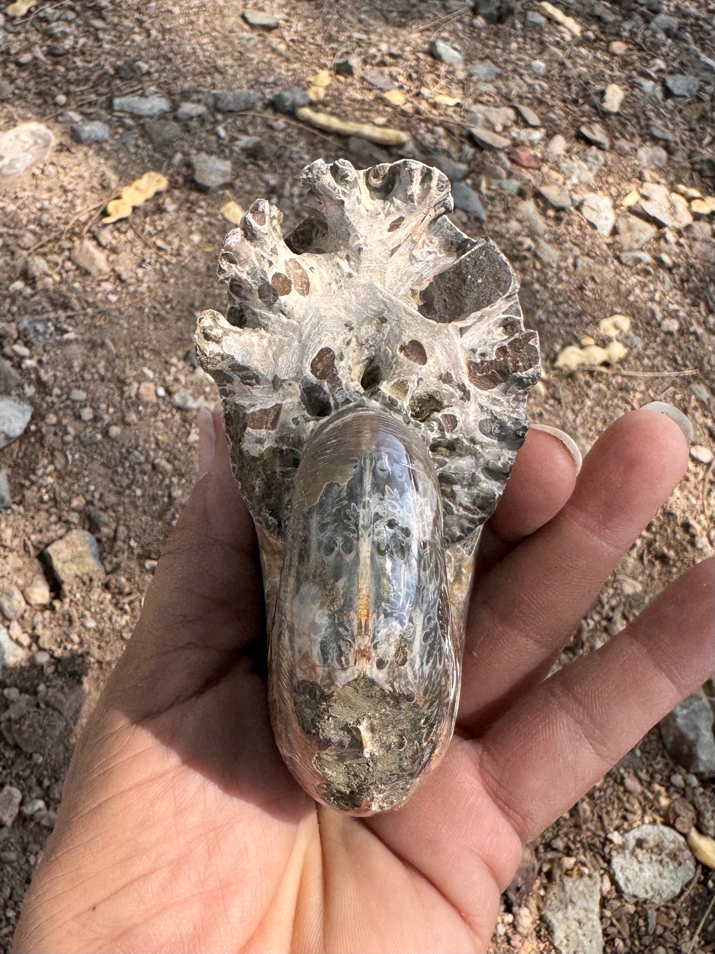 Ammonite