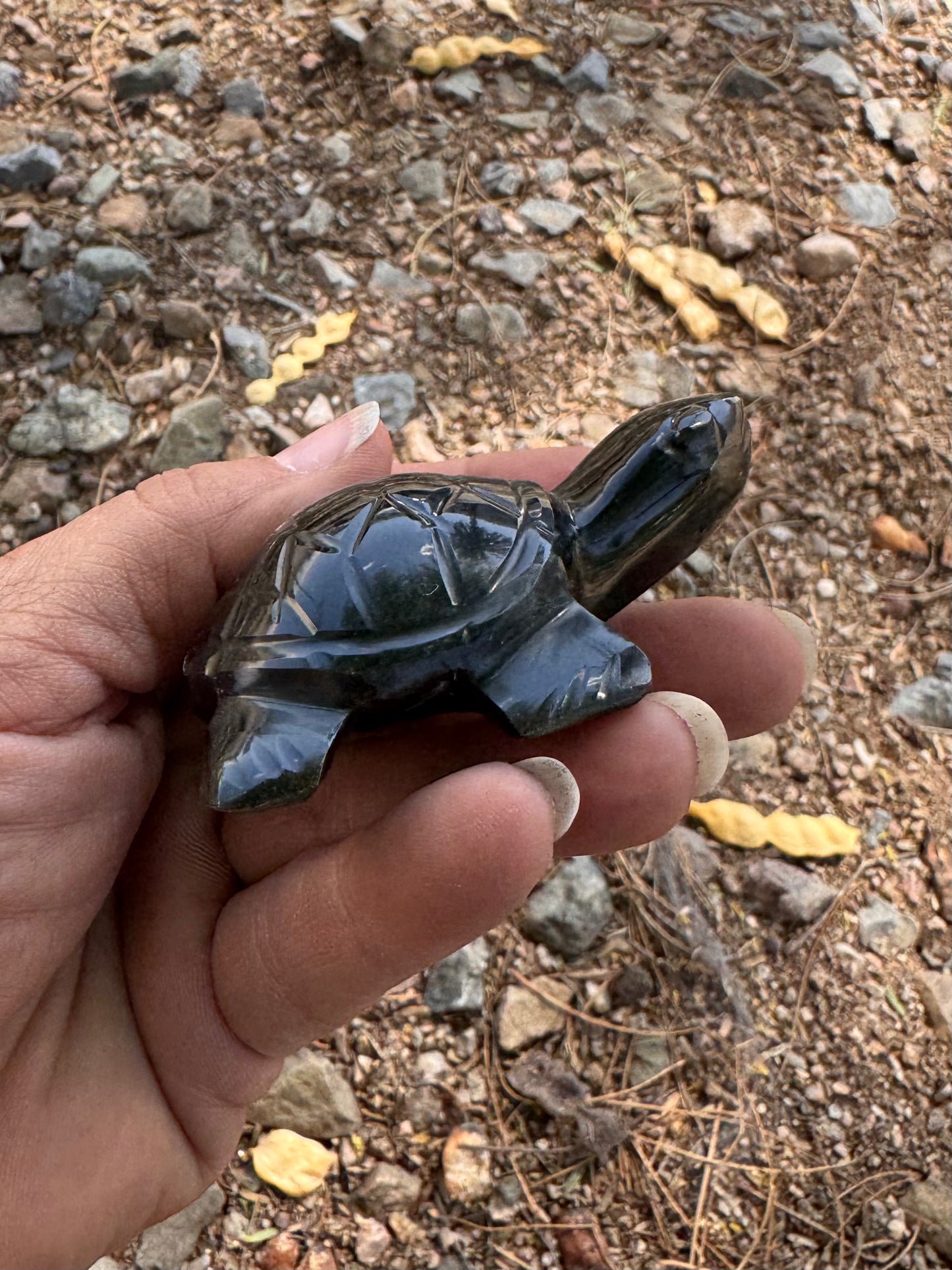Tortuga Obsidiana