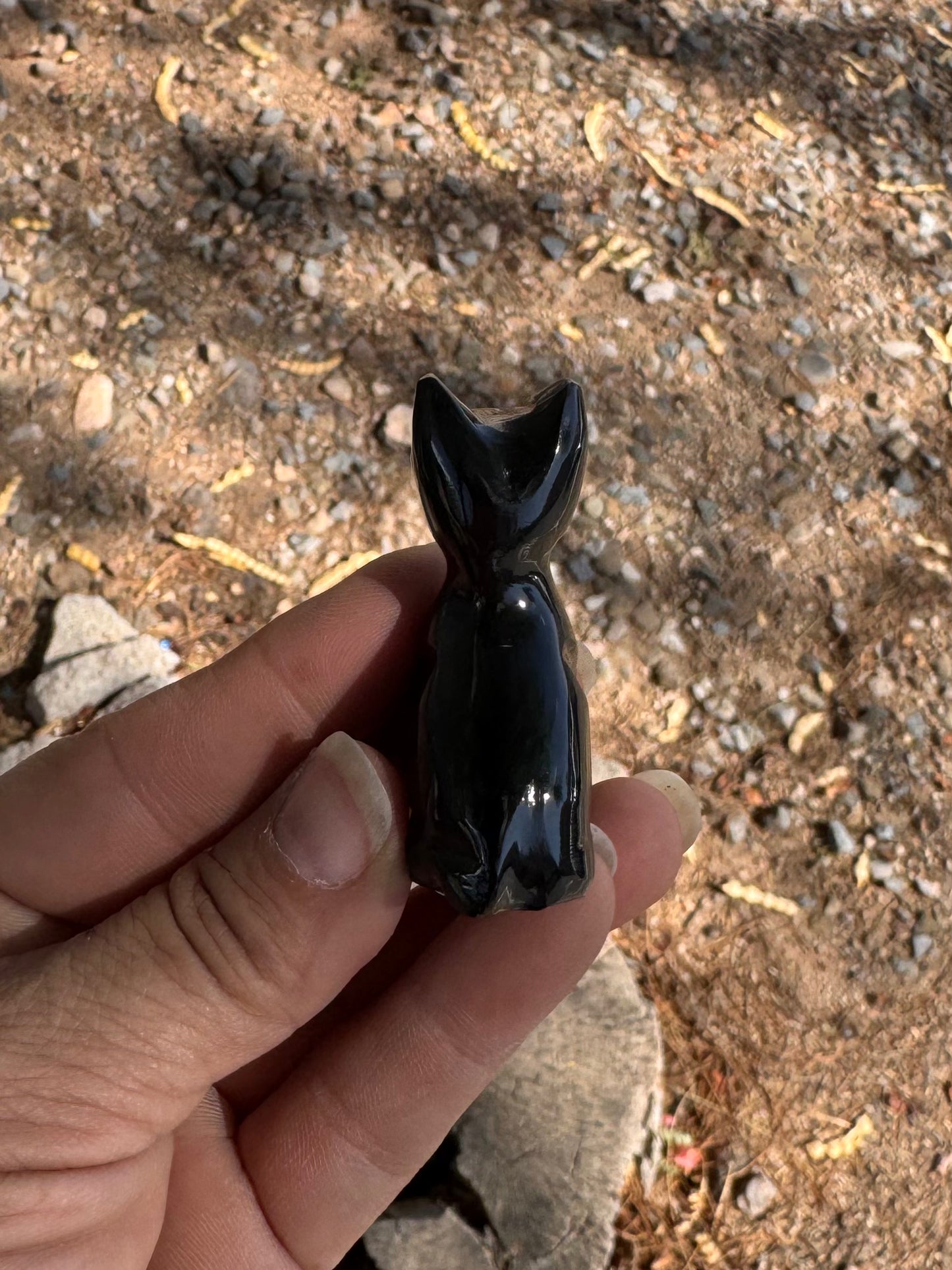 Gato Obsidiana Negra