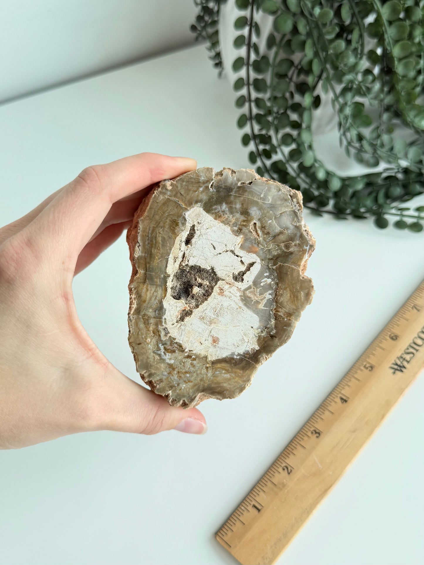 Petrified Wood - Madagascar