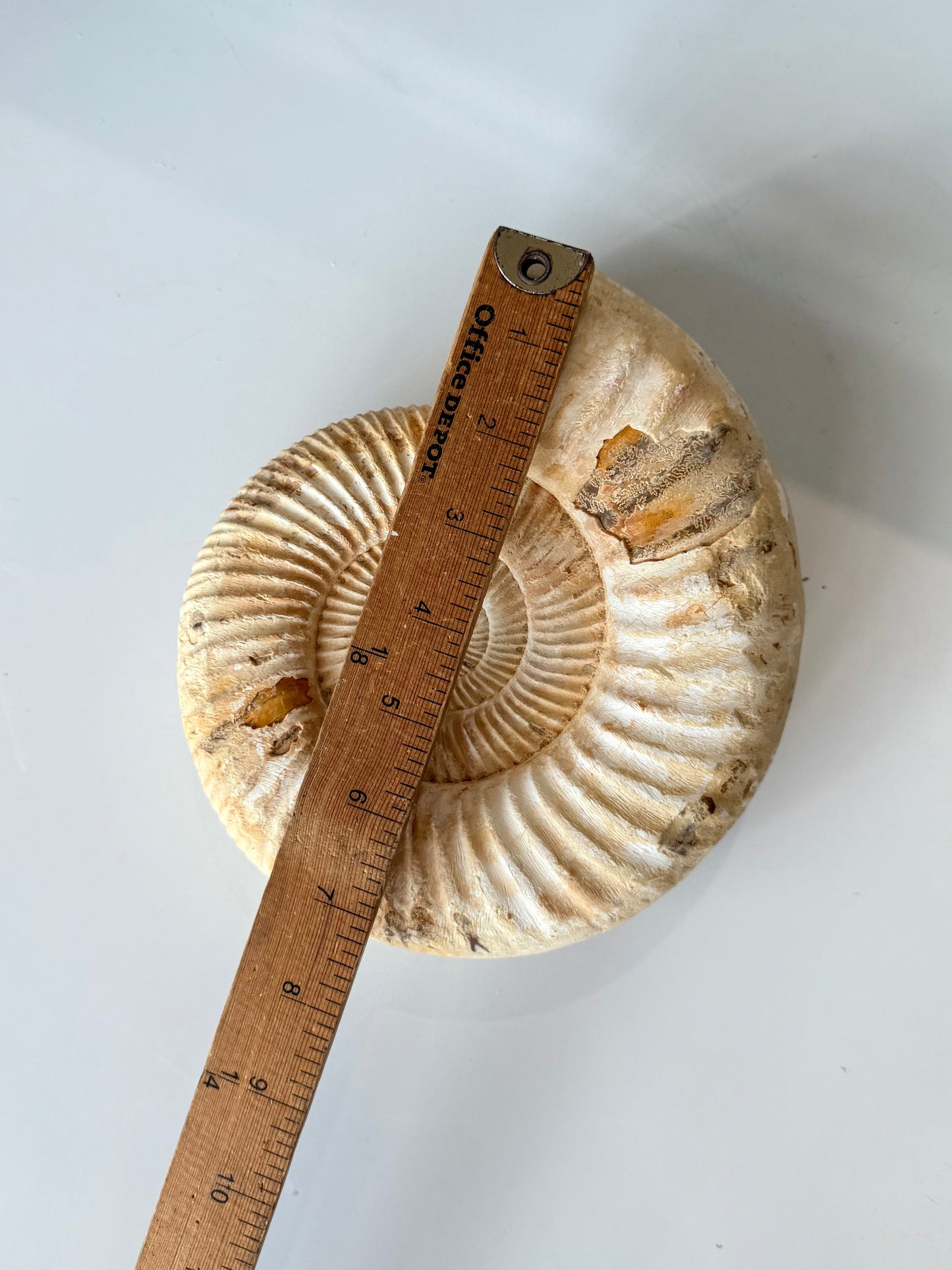Ammonite