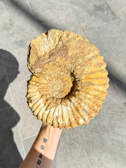 Ammonite
