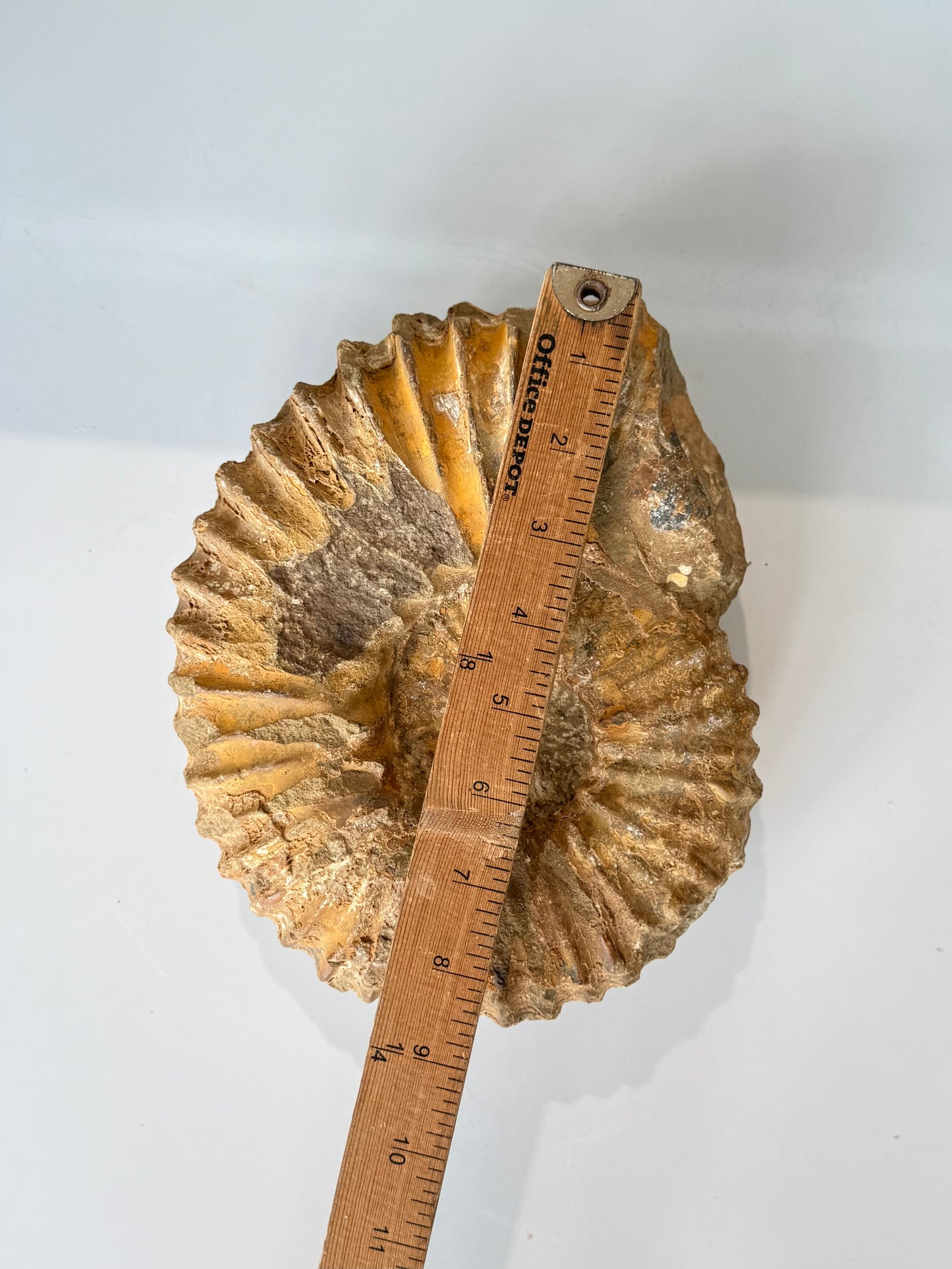 Ammonite