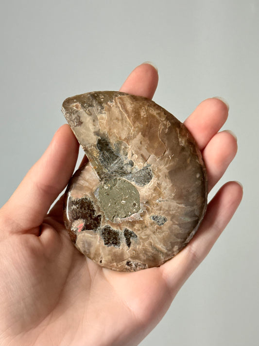 Ammonite Fossil Half / Mitad de Fósil de Amonita