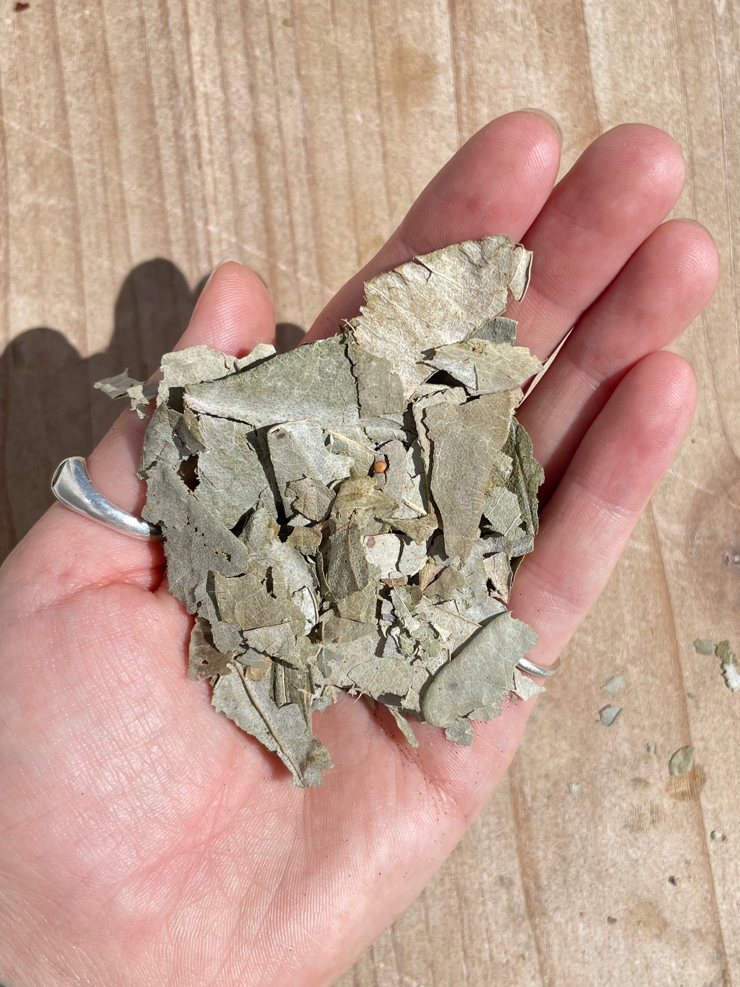 Dried Eucalyptus