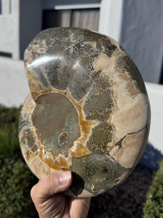 Ammonite