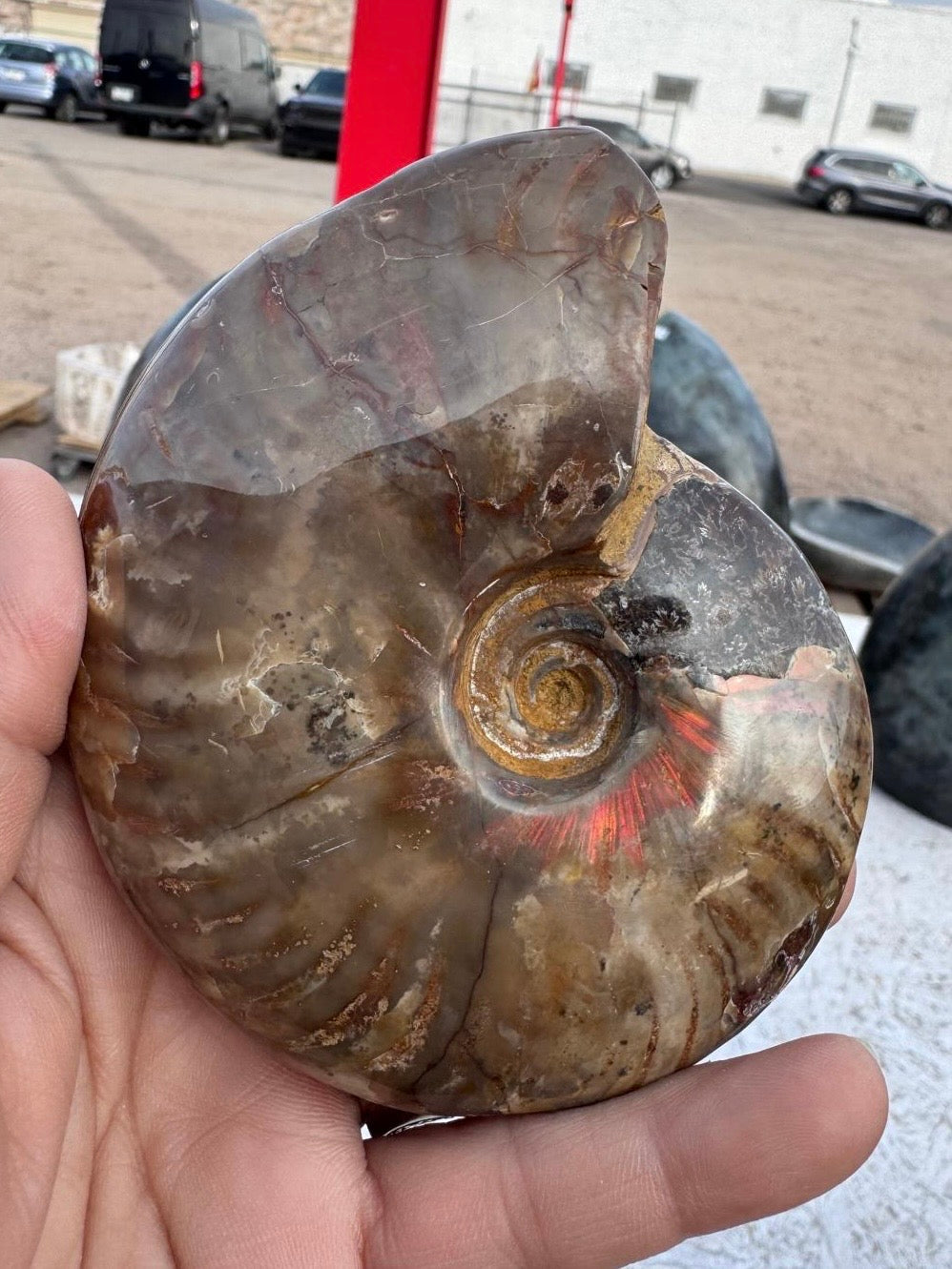 Ammonite