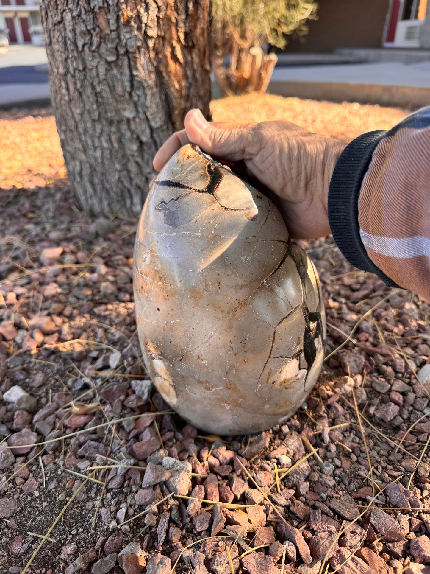 Septarian with clear Quartz Inclusions