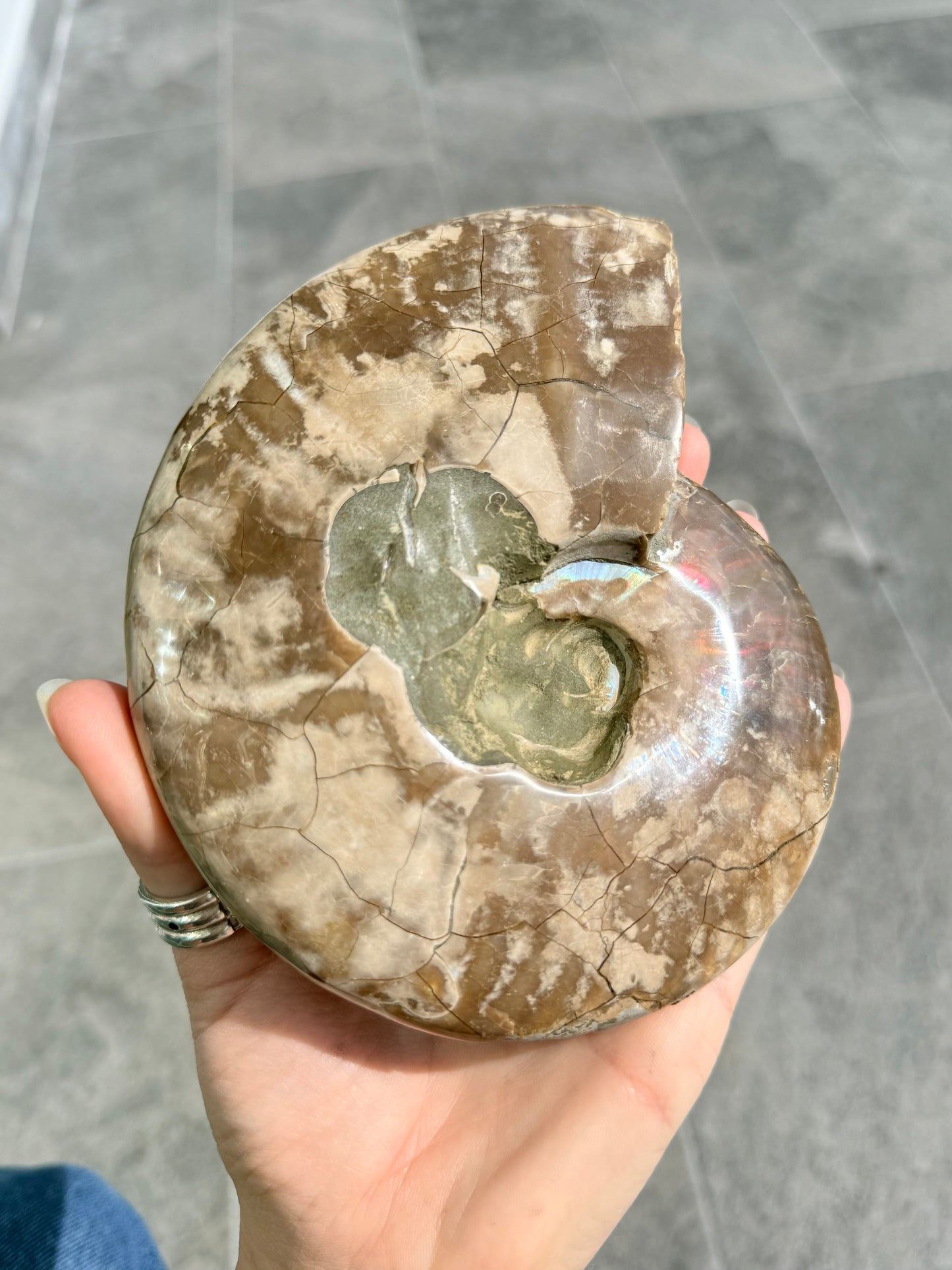 Ammonite