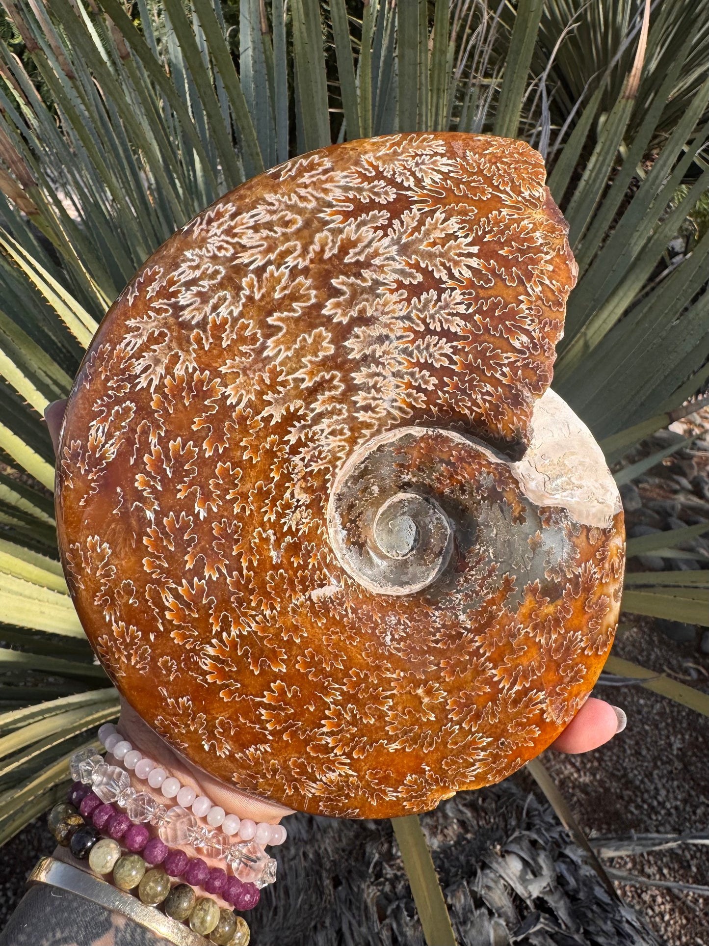 Ammonite