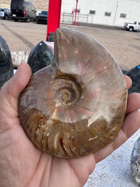 Ammonite