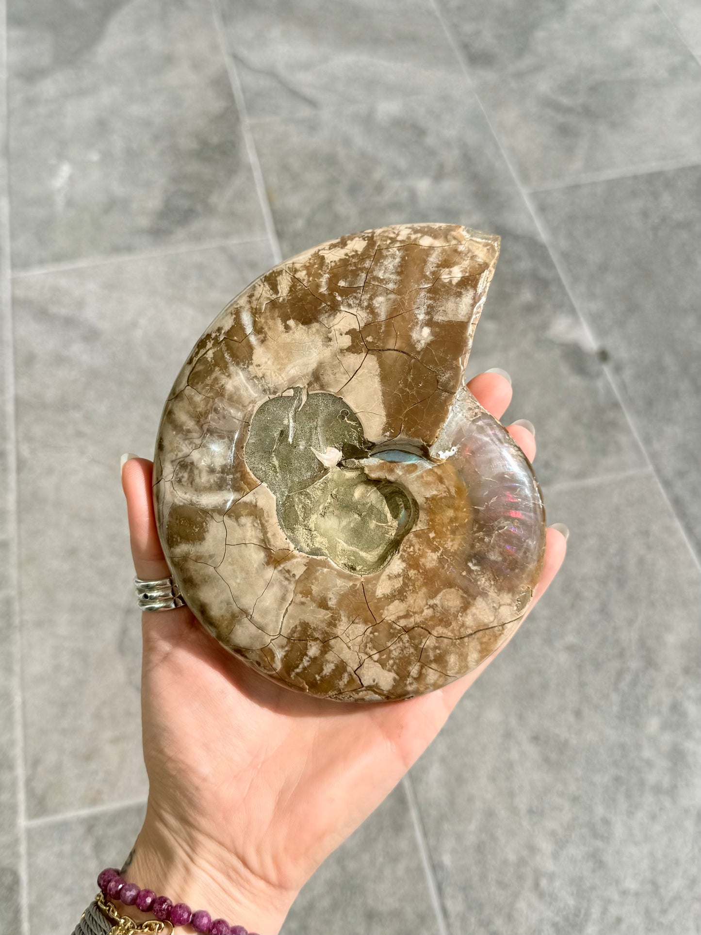Ammonite