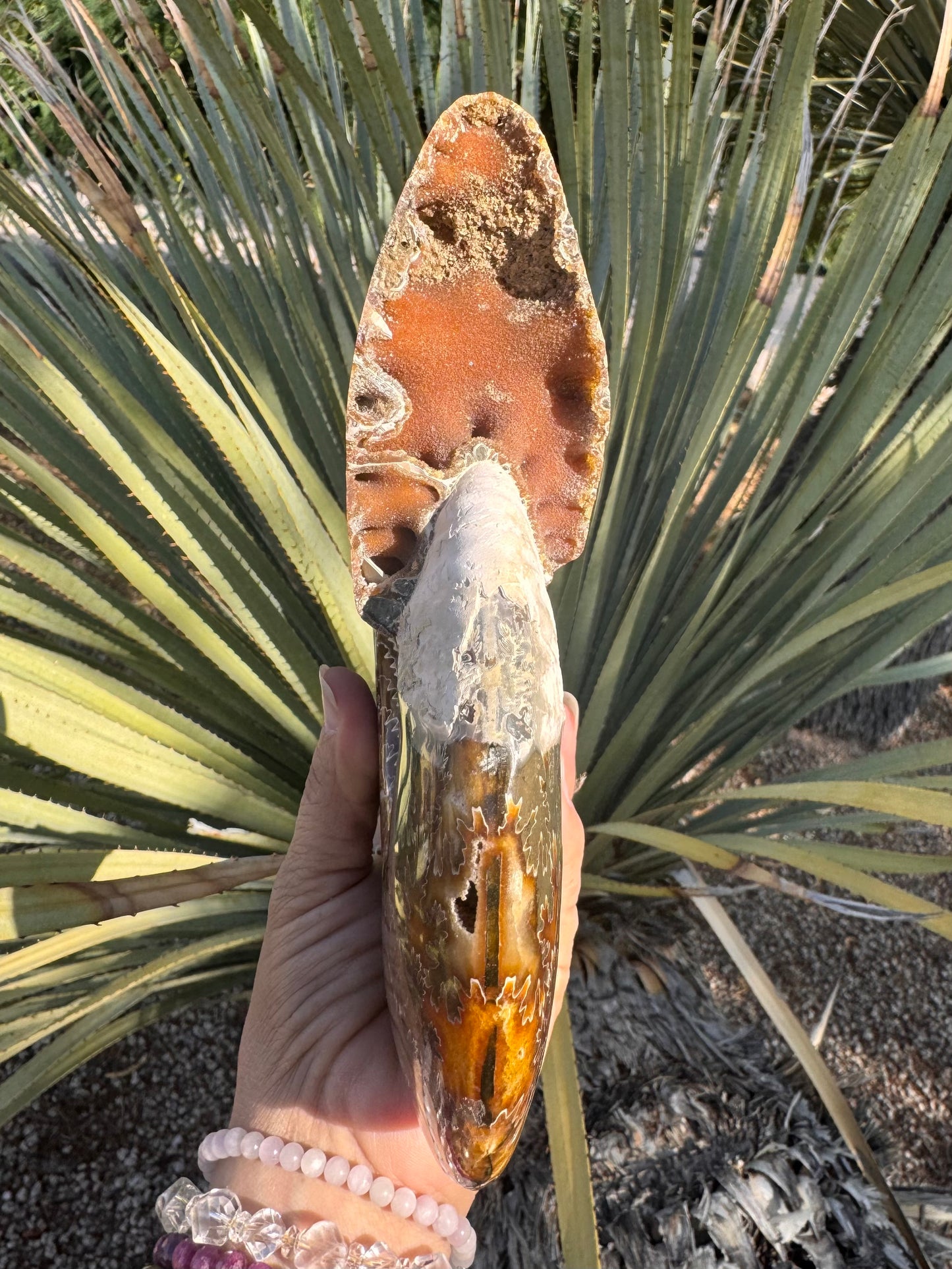 Ammonite