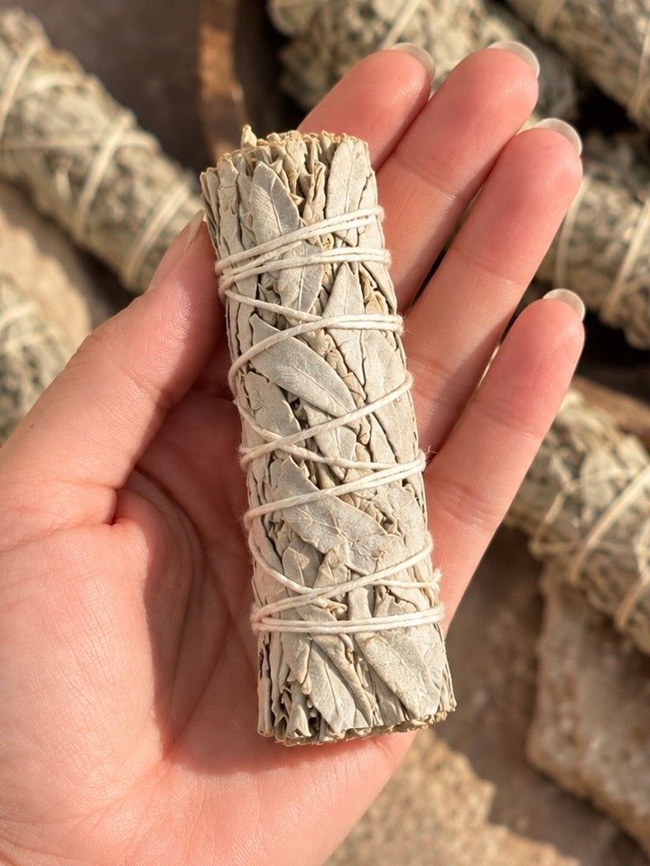 Sage / Salvia