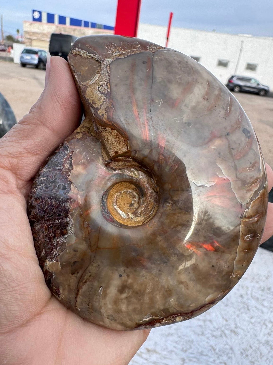 Ammonite