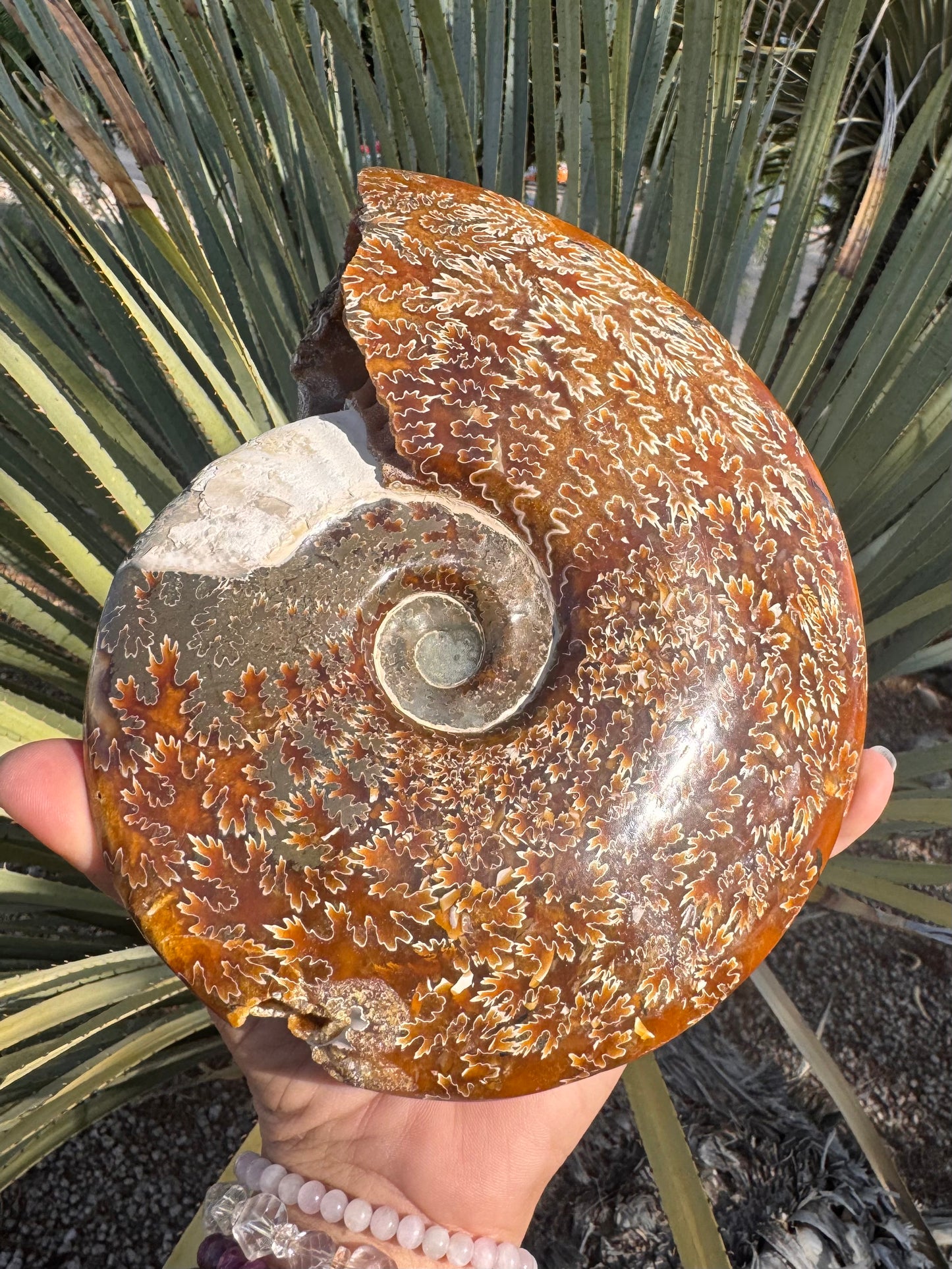 Ammonite