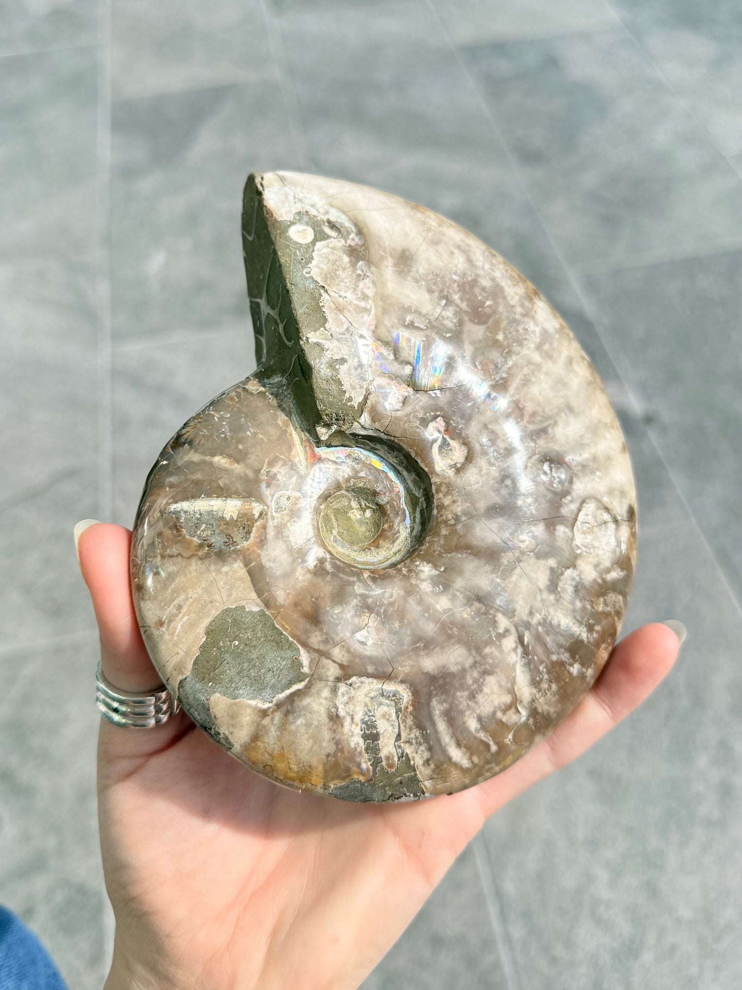 Ammonite