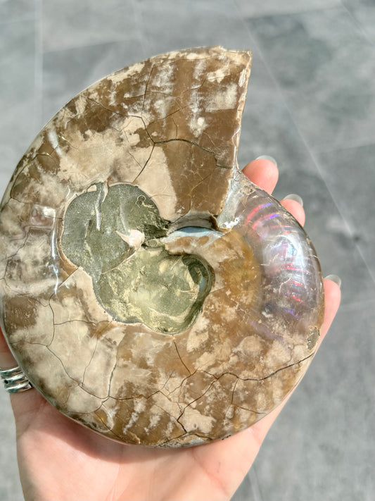 Ammonite
