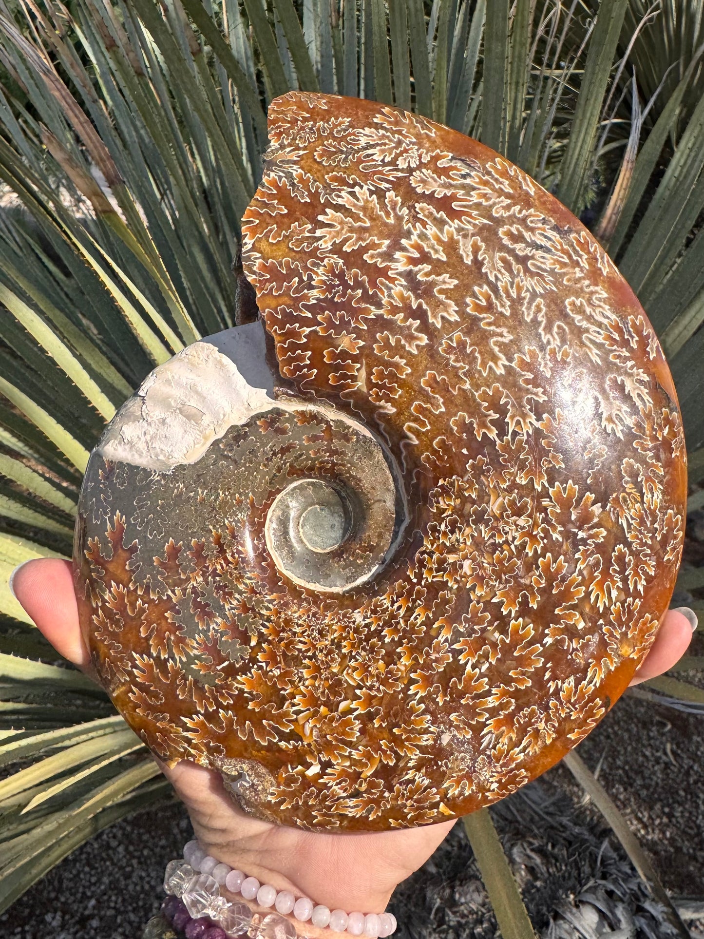 Ammonite
