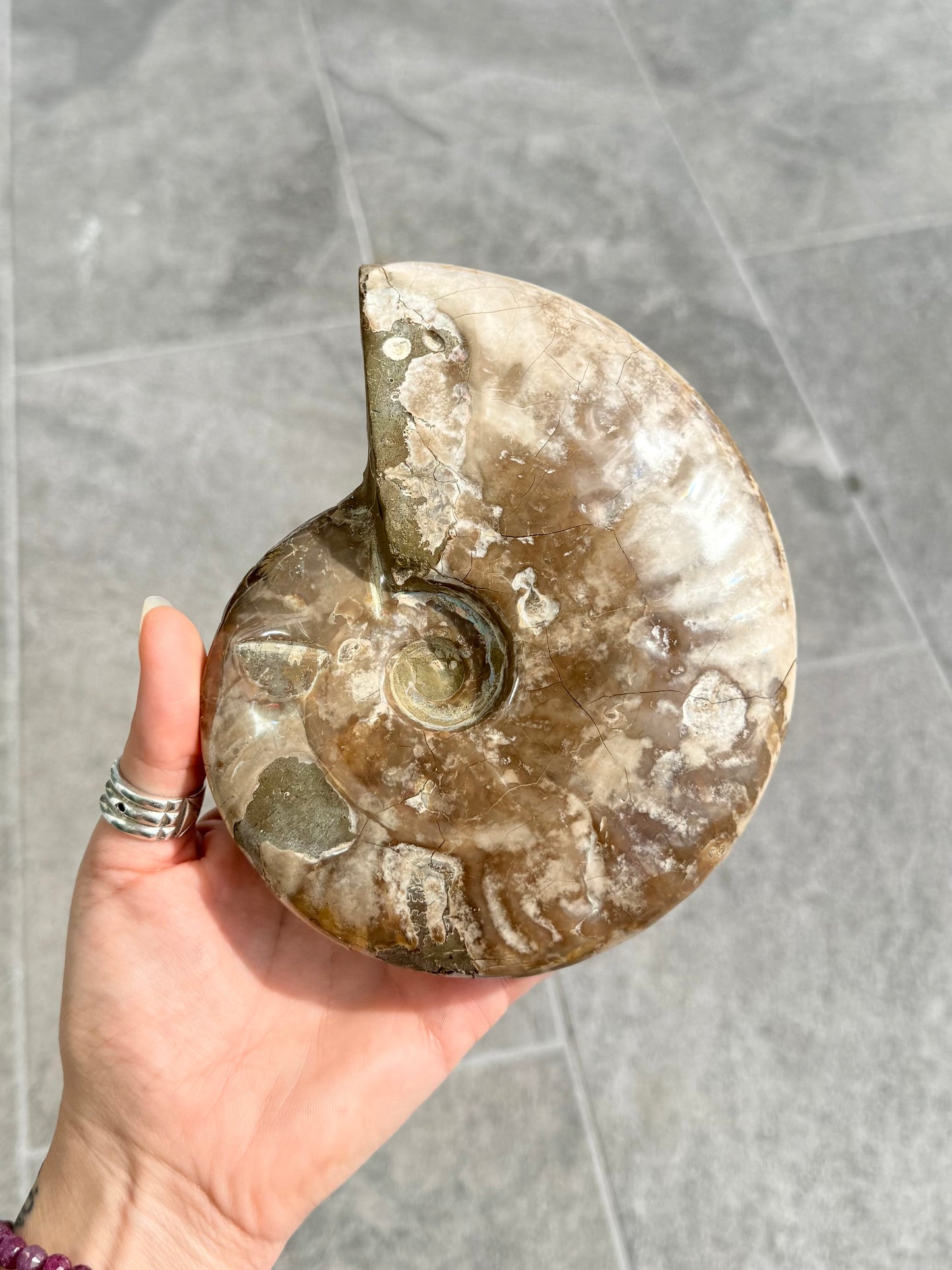 Ammonite