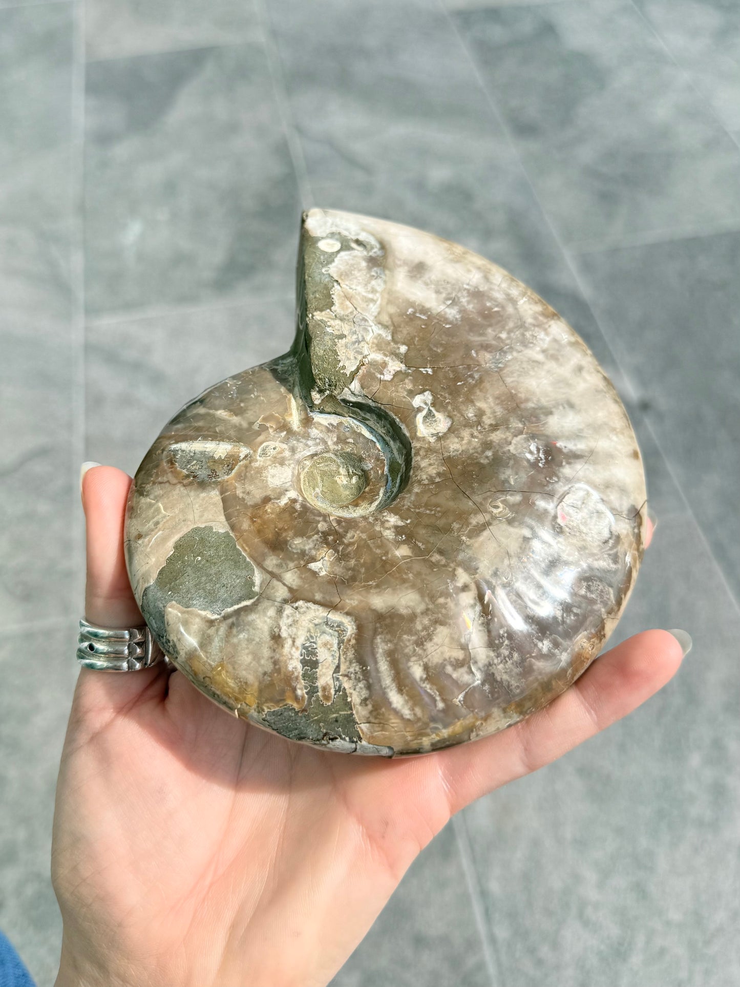 Ammonite