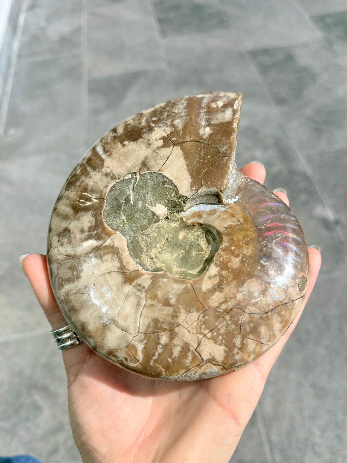 Ammonite