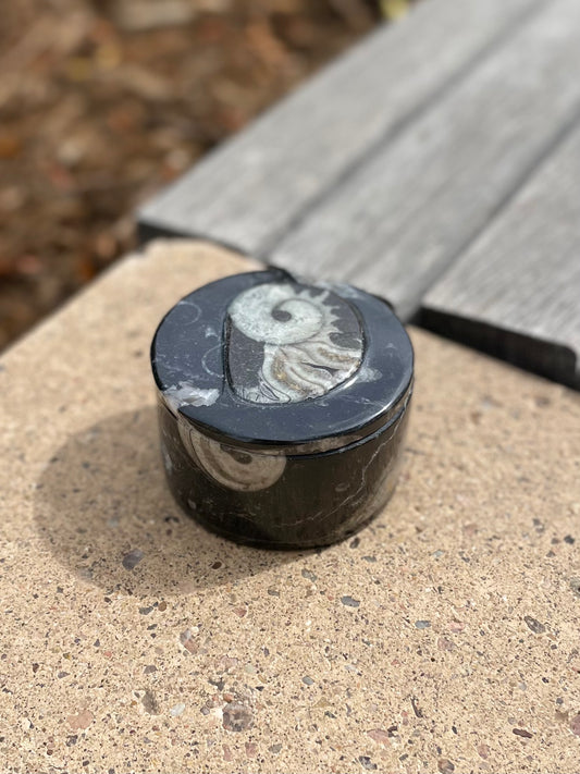 Fossils Ammonite Jar