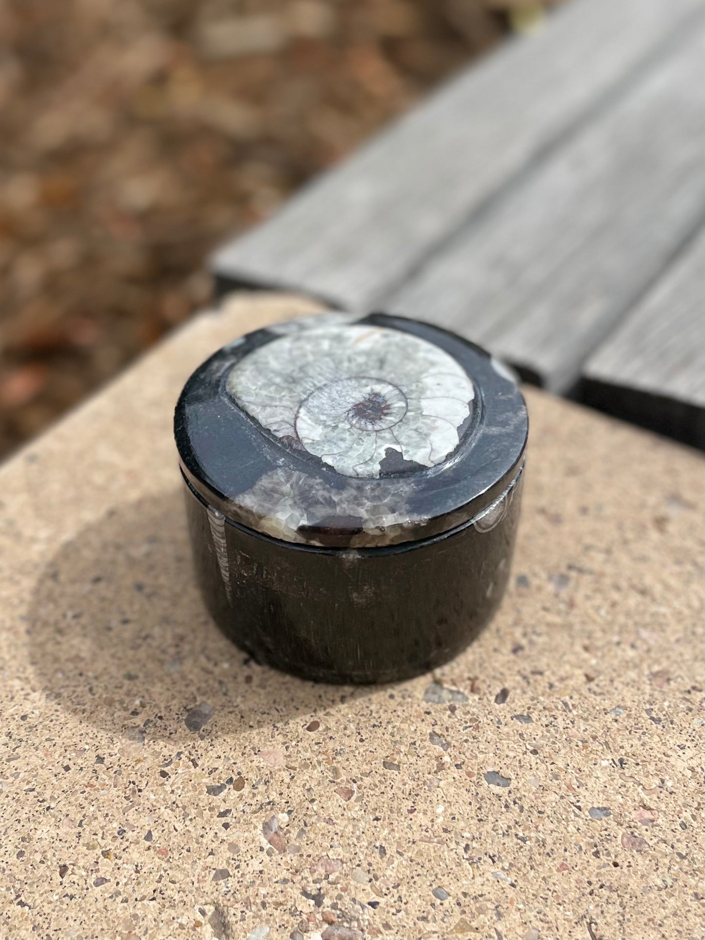 Fossils Ammonite Jar