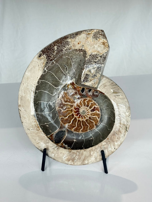 Ammonite