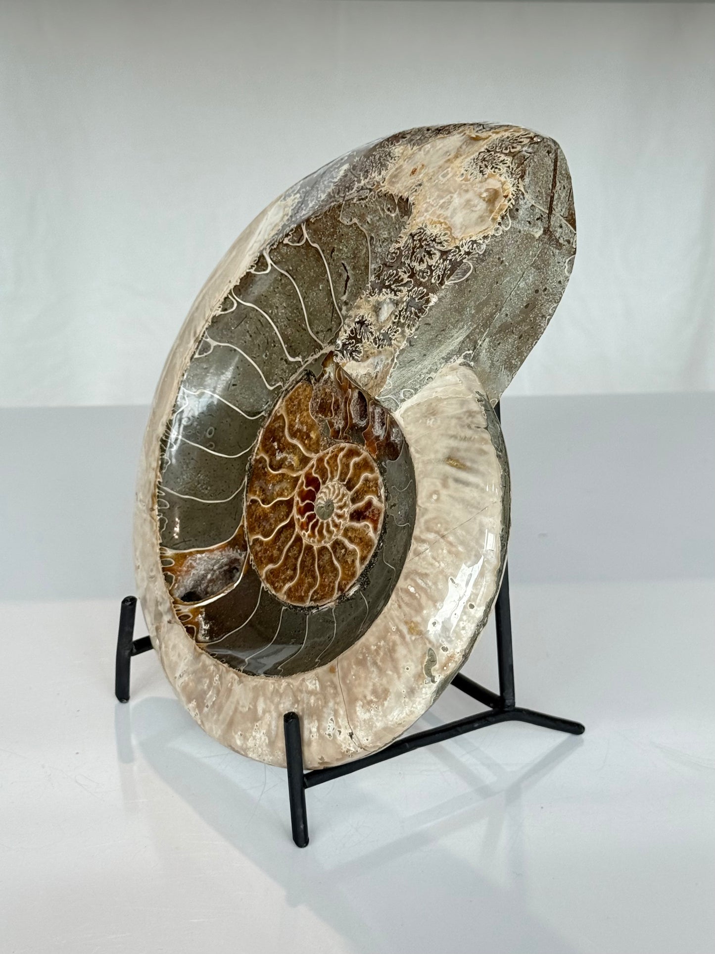 Ammonite