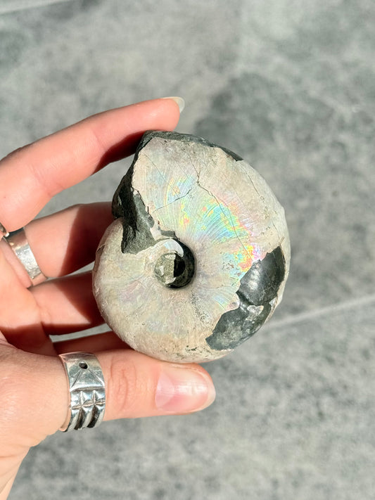 Opalized Ammonite