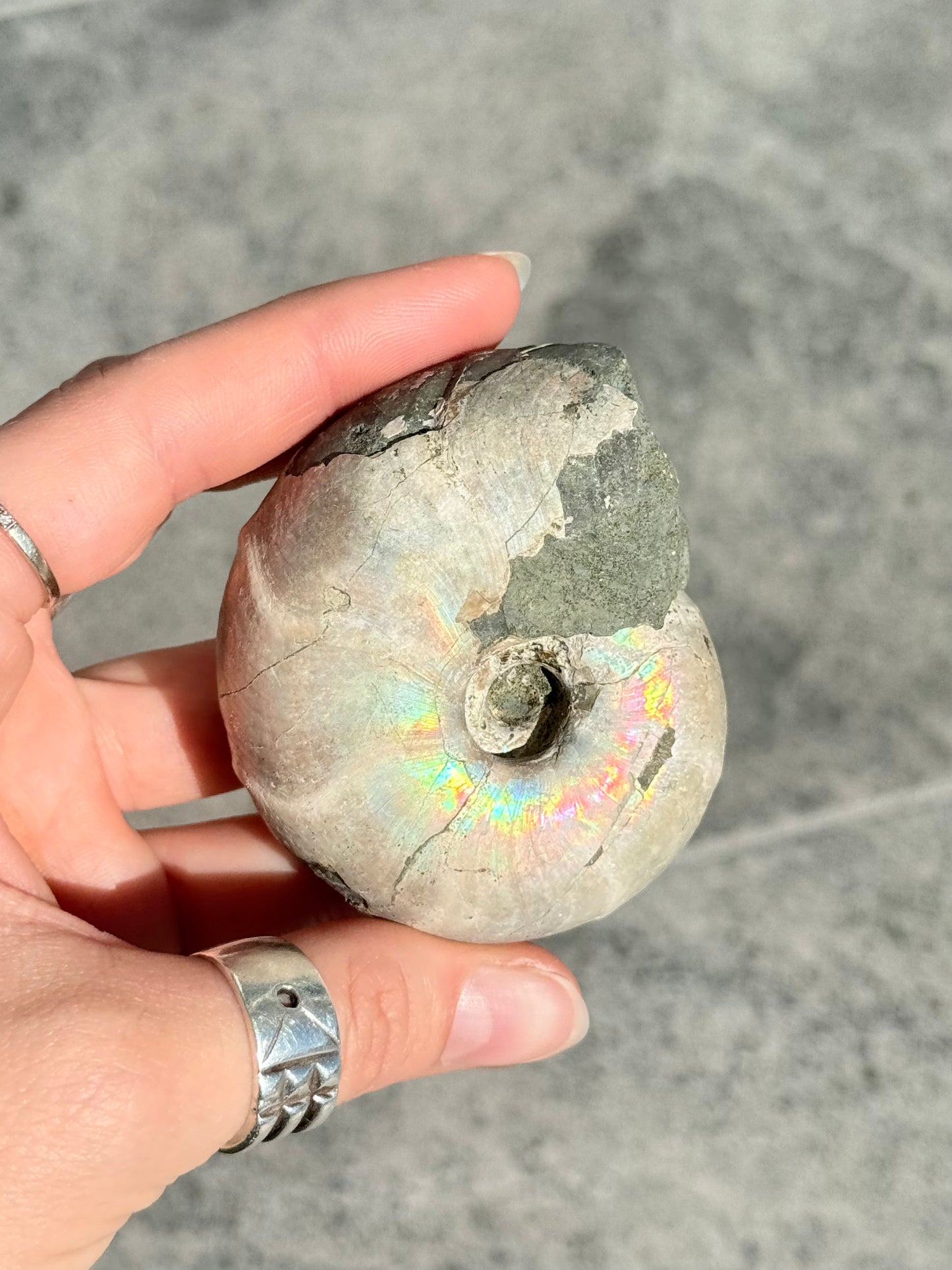 Opalized Ammonite