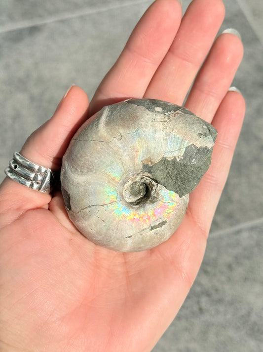Opalized Ammonite