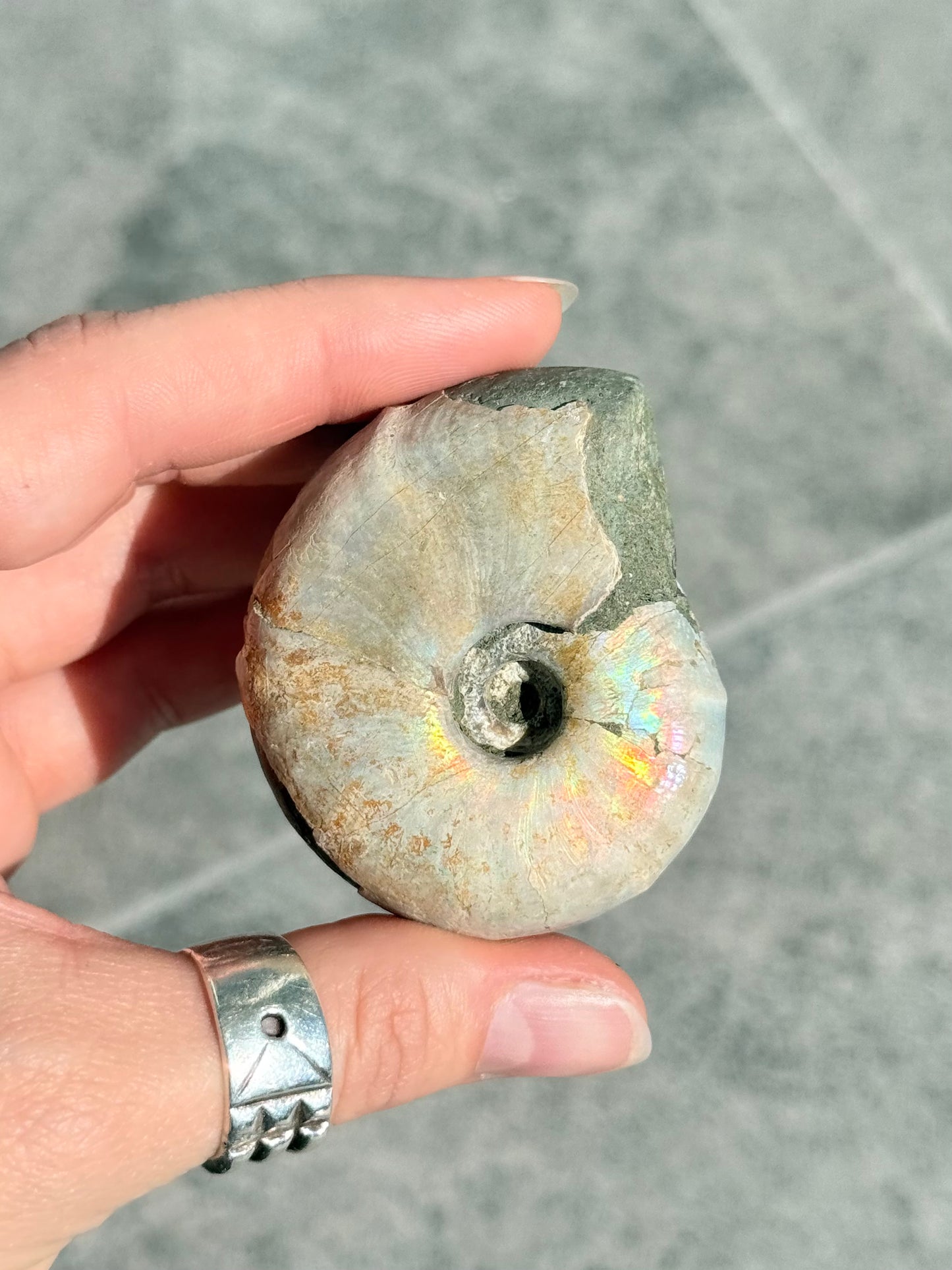 Opalized Ammonite