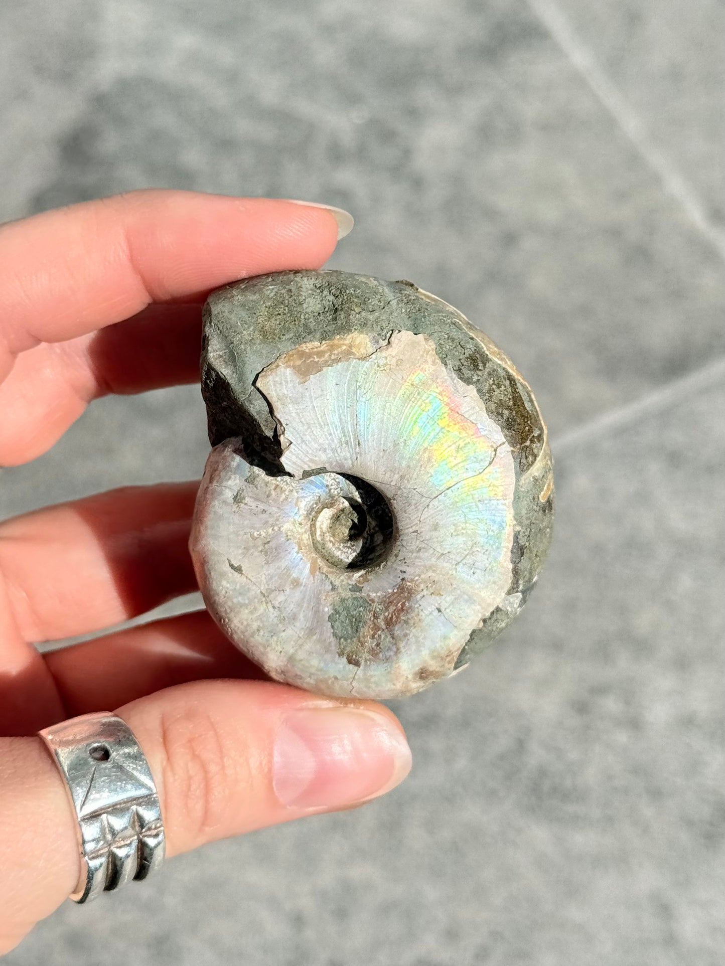 Opalized Ammonite
