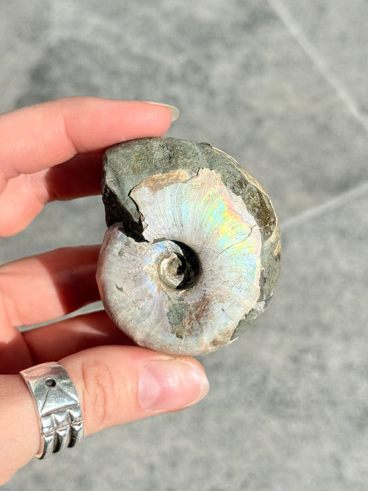 Opalized Ammonite