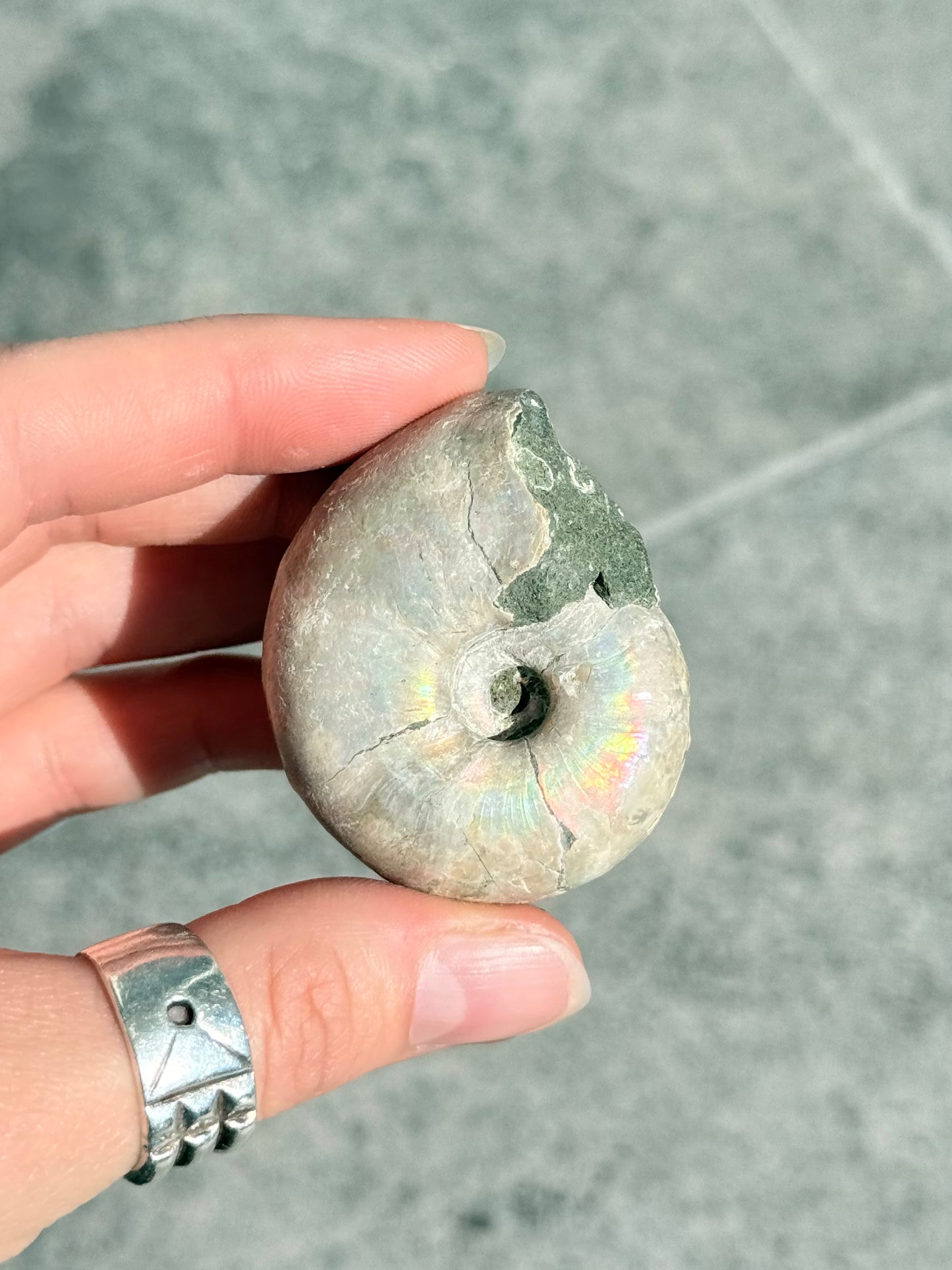 Opalized Ammonite
