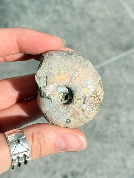 Opalized Ammonite