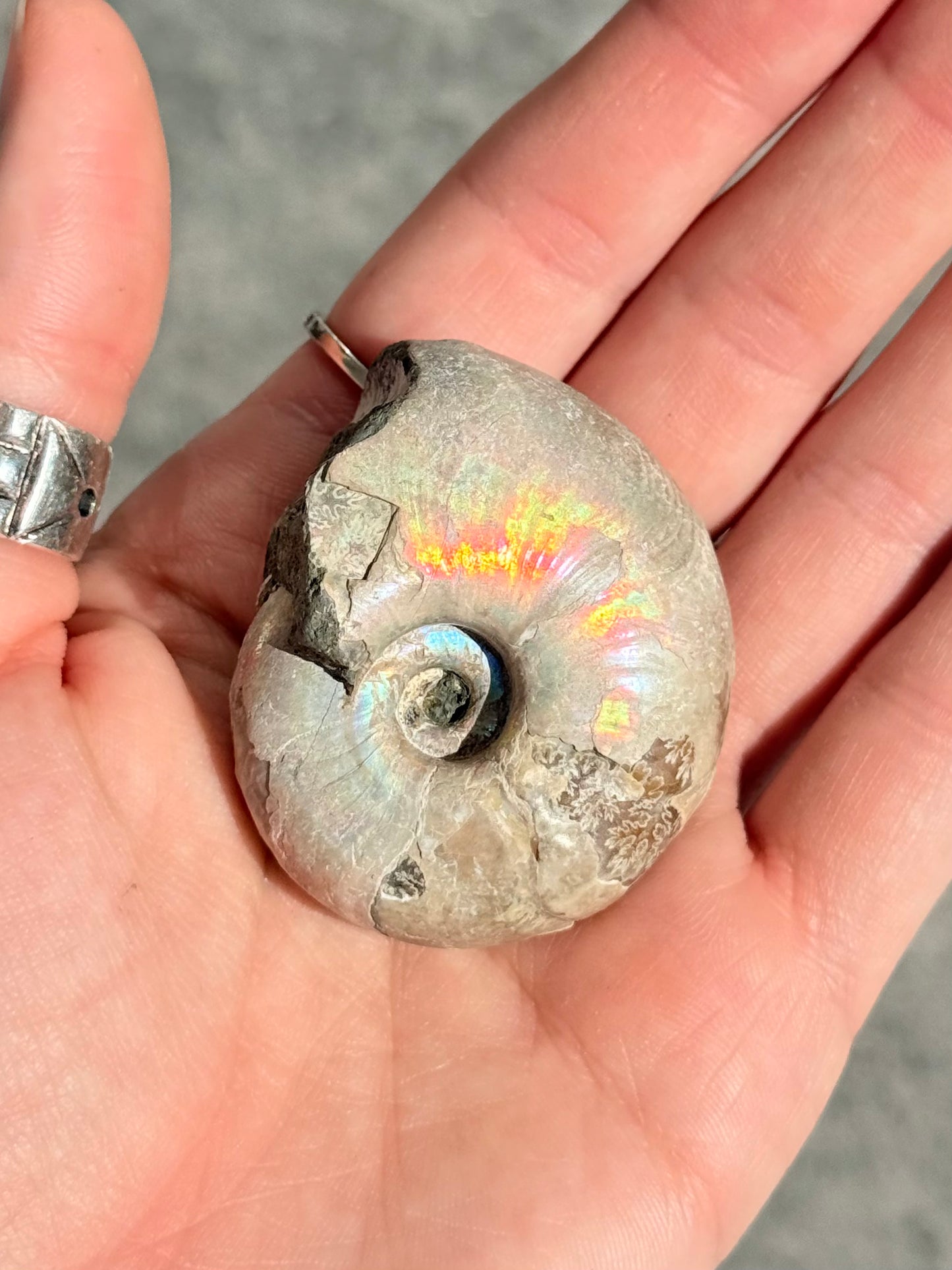Opalized Ammonite