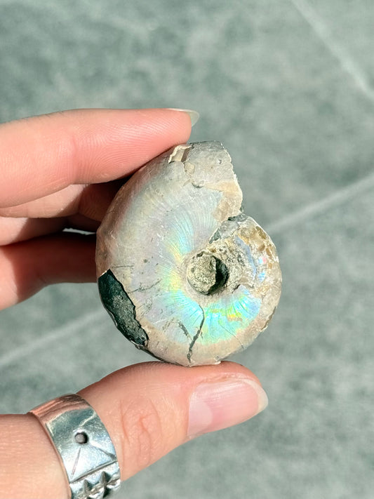 Opalized Ammonite