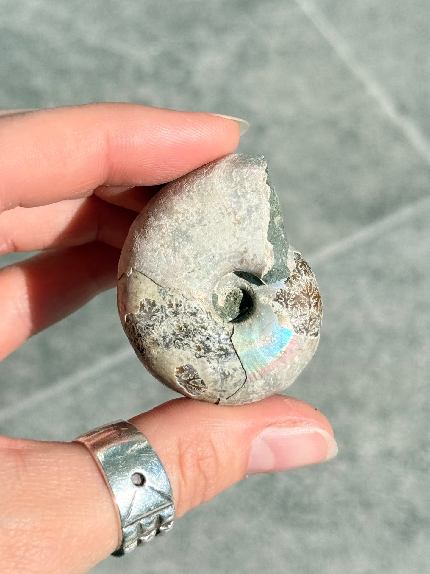 Opalized Ammonite
