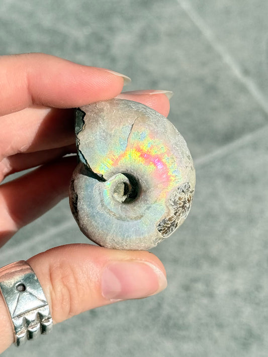 Opalized Ammonite