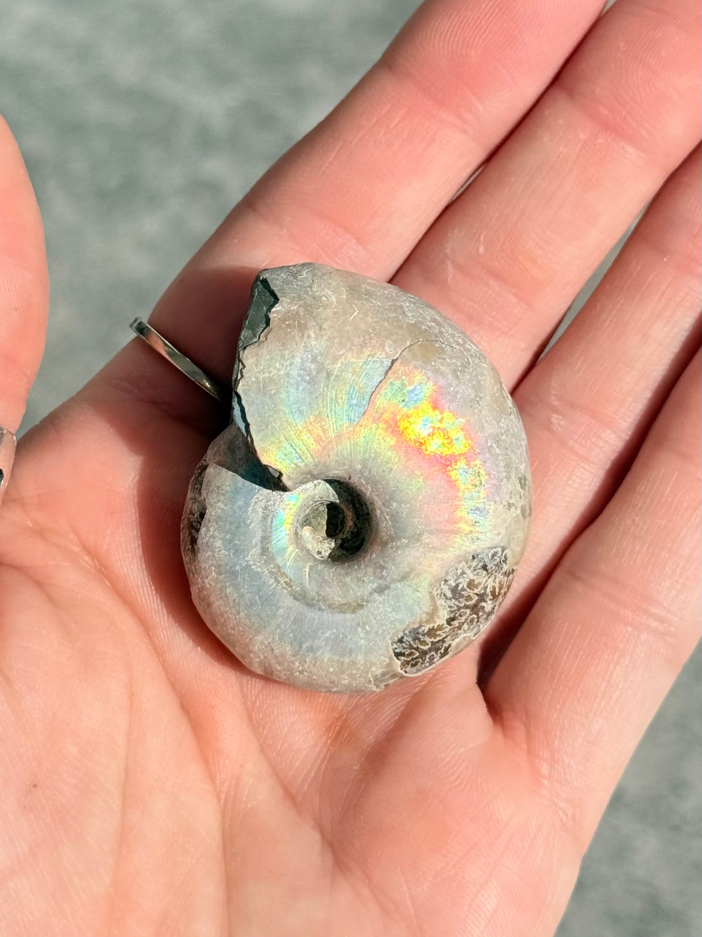 Opalized Ammonite